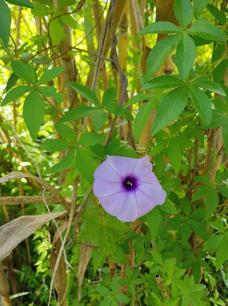 Coastal Morning Glory (Ipomoea indica), Northern Beaches NSW