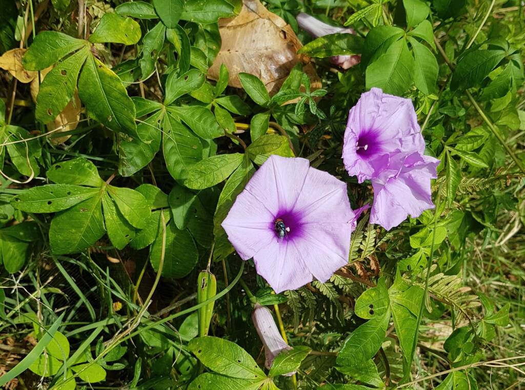 Coastal Morning Glory (Ipomoea indica), Northern Beaches NSW
