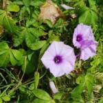 Coastal Morning Glory (Ipomoea indica), Northern Beaches NSW