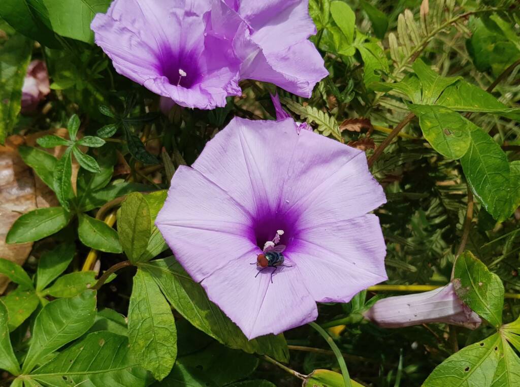 Coastal Morning Glory (Ipomoea indica), Northern Beaches NSW