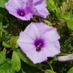 Coastal Morning Glory (Ipomoea indica), Northern Beaches NSW