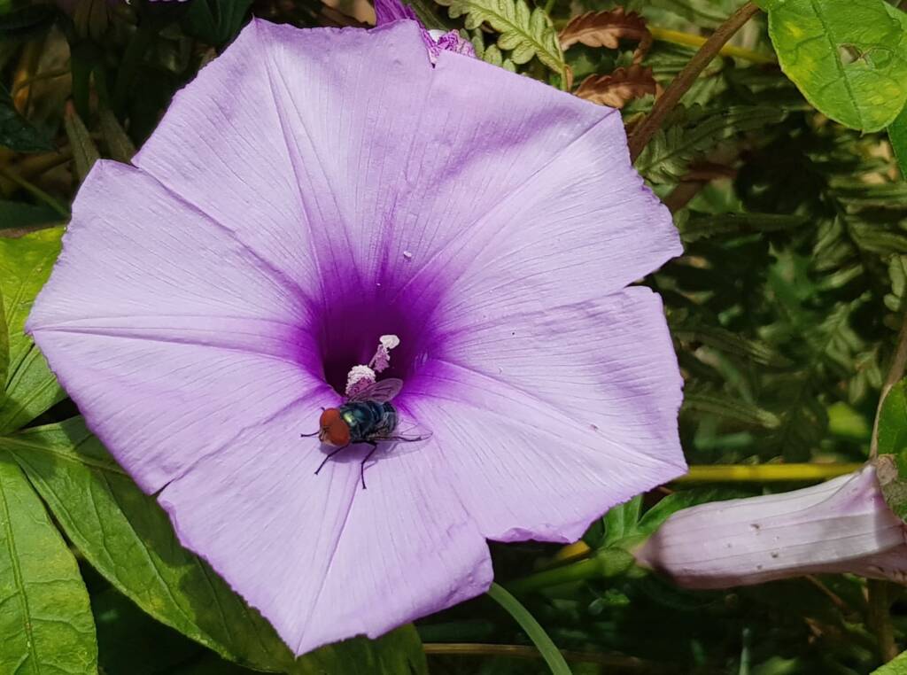 Coastal Morning Glory (Ipomoea indica), Northern Beaches NSW