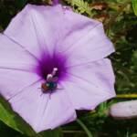 Coastal Morning Glory (Ipomoea indica), Northern Beaches NSW