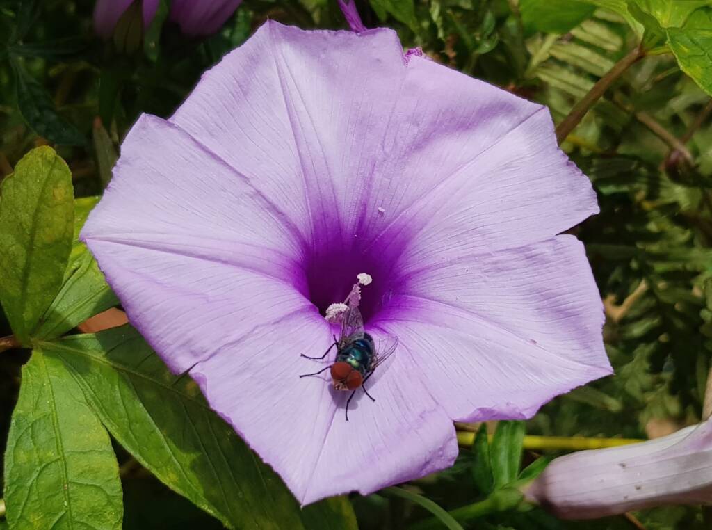 Coastal Morning Glory (Ipomoea indica), Northern Beaches NSW