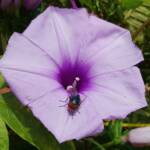 Coastal Morning Glory (Ipomoea indica), Northern Beaches NSW
