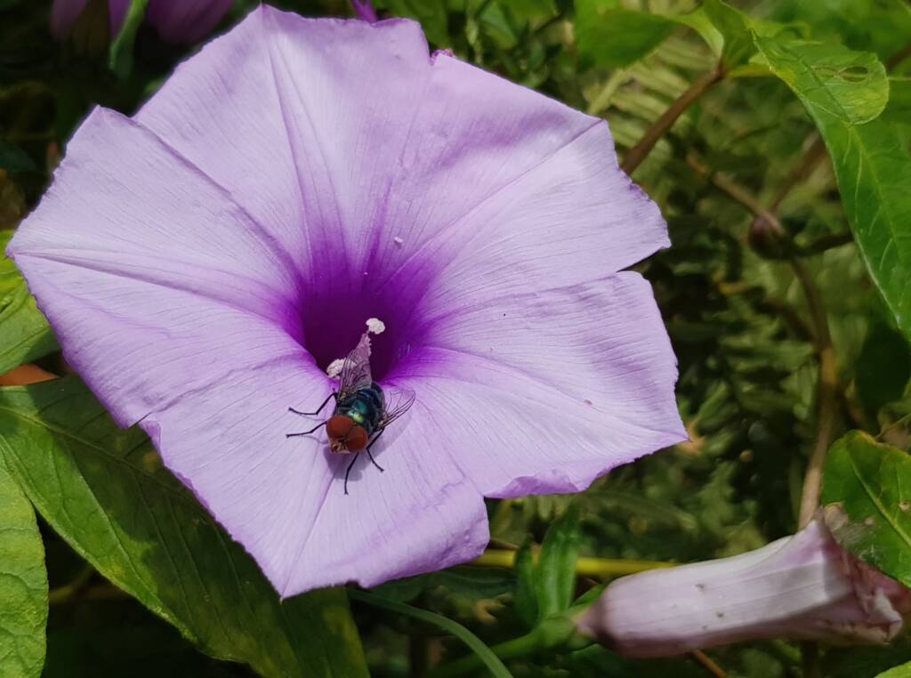 Coastal Morning Glory (Ipomoea indica), Northern Beaches NSW