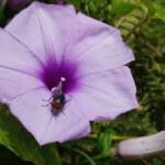 Coastal Morning Glory (Ipomoea indica), Northern Beaches NSW