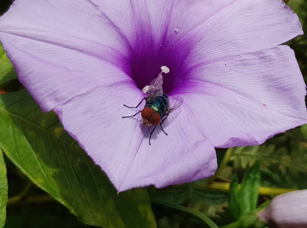 Coastal Morning Glory (Ipomoea indica), Northern Beaches NSW