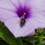 Coastal Morning Glory (Ipomoea indica), Northern Beaches NSW