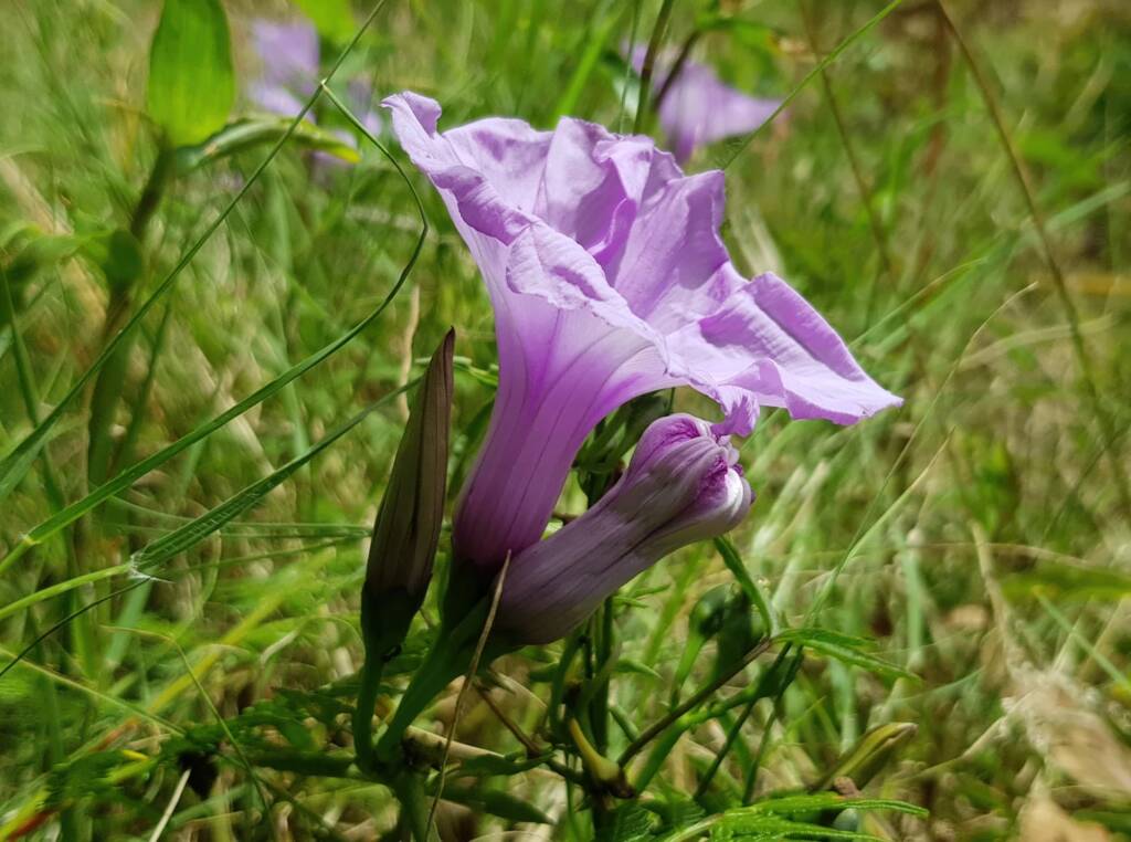 Coastal Morning Glory (Ipomoea indica), Northern Beaches NSW