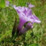 Coastal Morning Glory (Ipomoea indica), Northern Beaches NSW