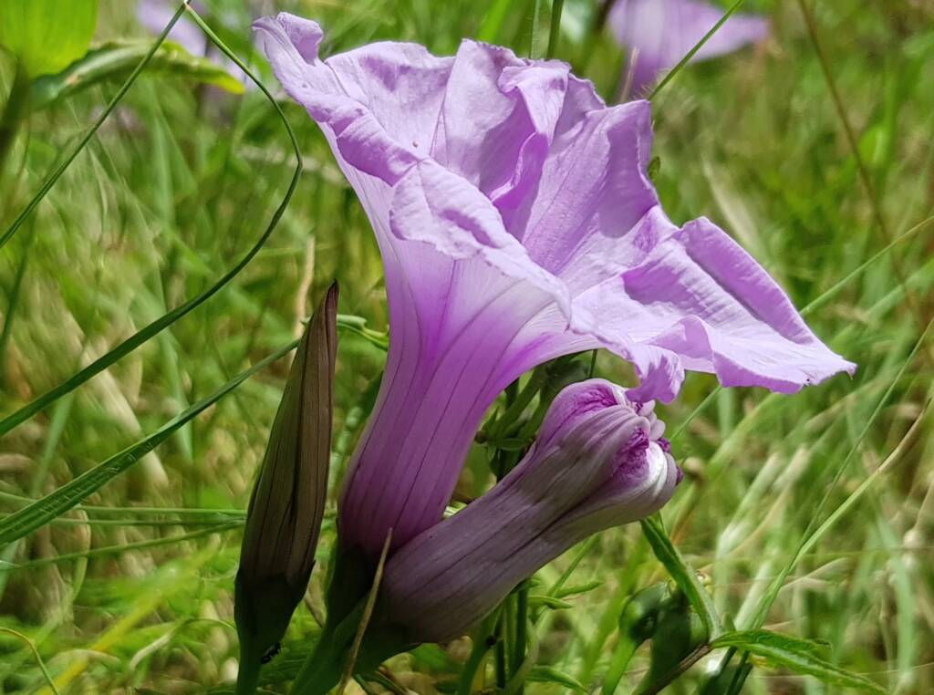 Coastal Morning Glory (Ipomoea indica), Northern Beaches NSW