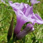 Coastal Morning Glory (Ipomoea indica), Northern Beaches NSW