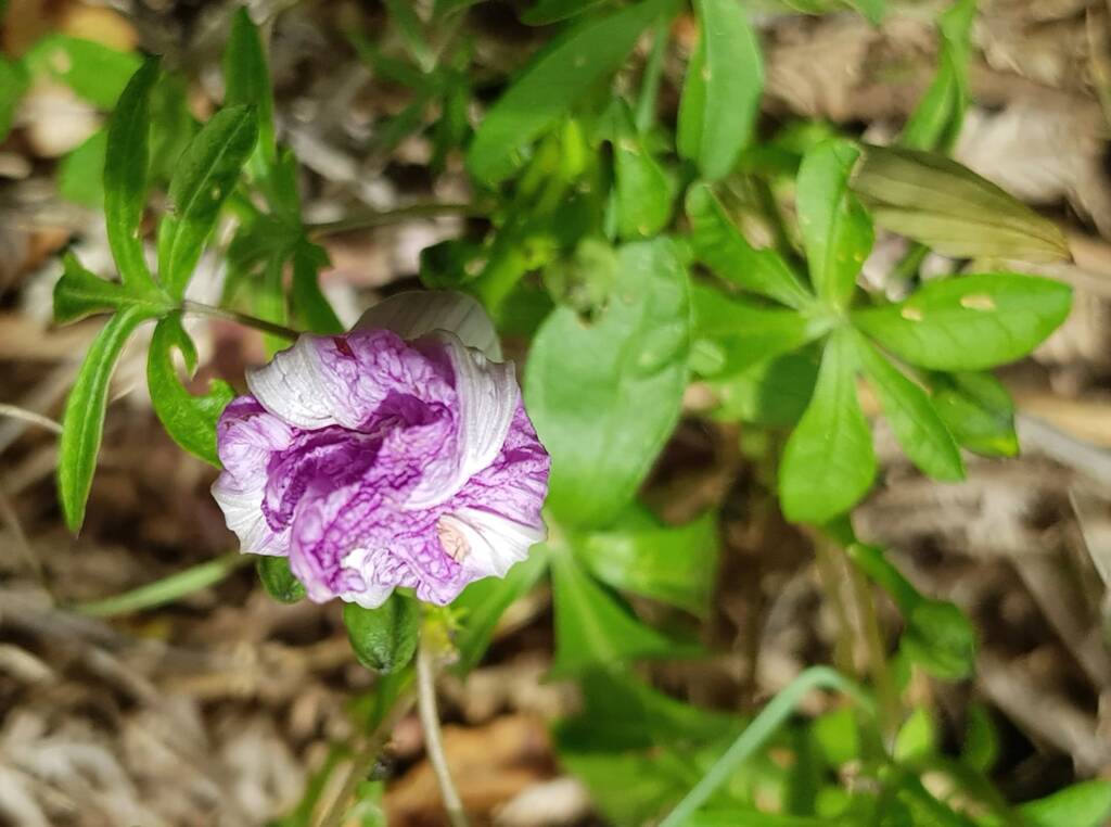 Coastal Morning Glory (Ipomoea indica), Northern Beaches NSW