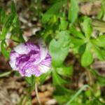 Coastal Morning Glory (Ipomoea indica), Northern Beaches NSW