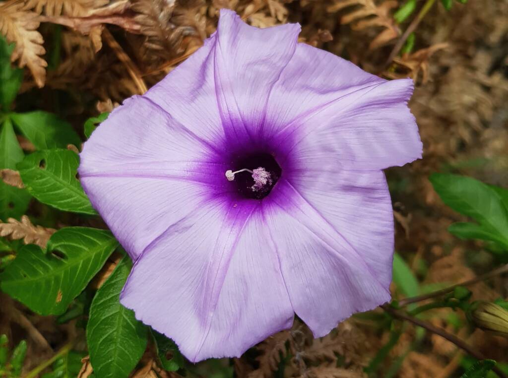 Coastal Morning Glory (Ipomoea indica), Northern Beaches NSW
