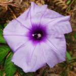 Coastal Morning Glory (Ipomoea indica), Northern Beaches NSW
