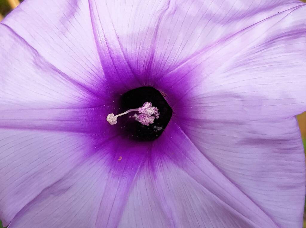 Coastal Morning Glory (Ipomoea indica), Northern Beaches NSW
