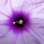 Coastal Morning Glory (Ipomoea indica), Northern Beaches NSW