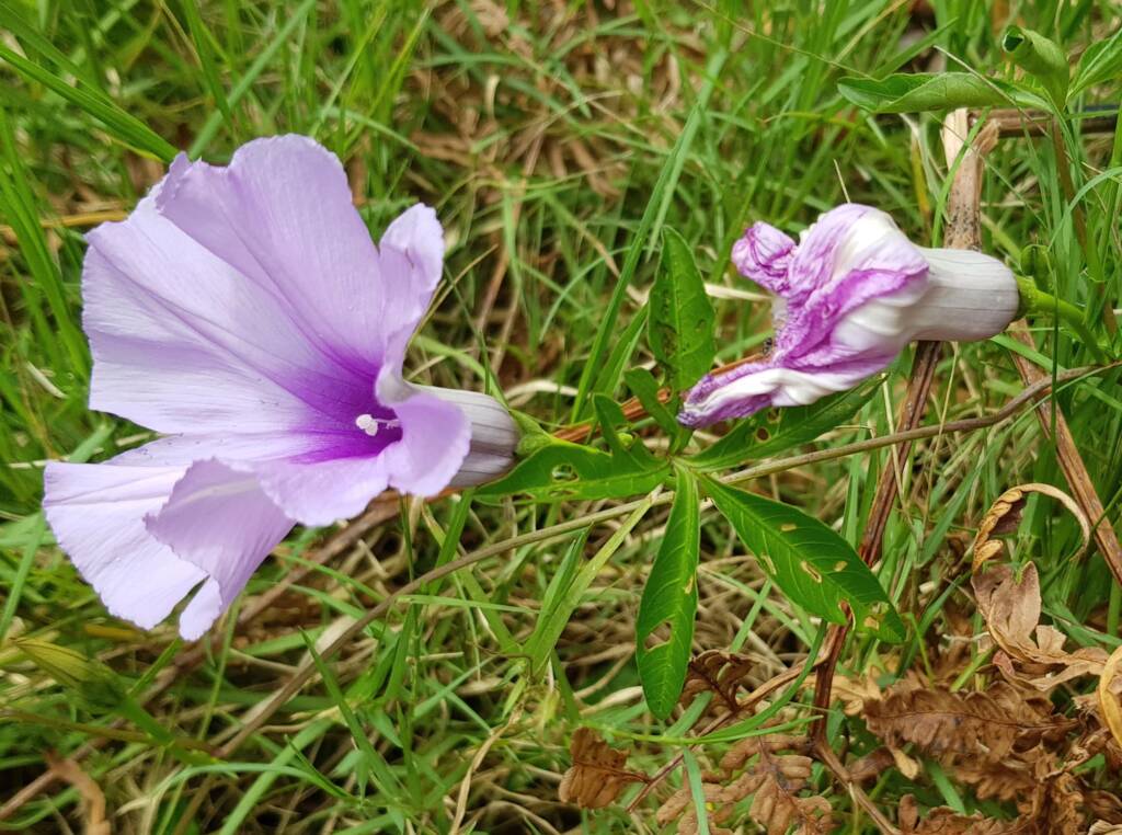 Coastal Morning Glory (Ipomoea indica), Northern Beaches NSW