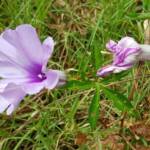 Coastal Morning Glory (Ipomoea indica), Northern Beaches NSW