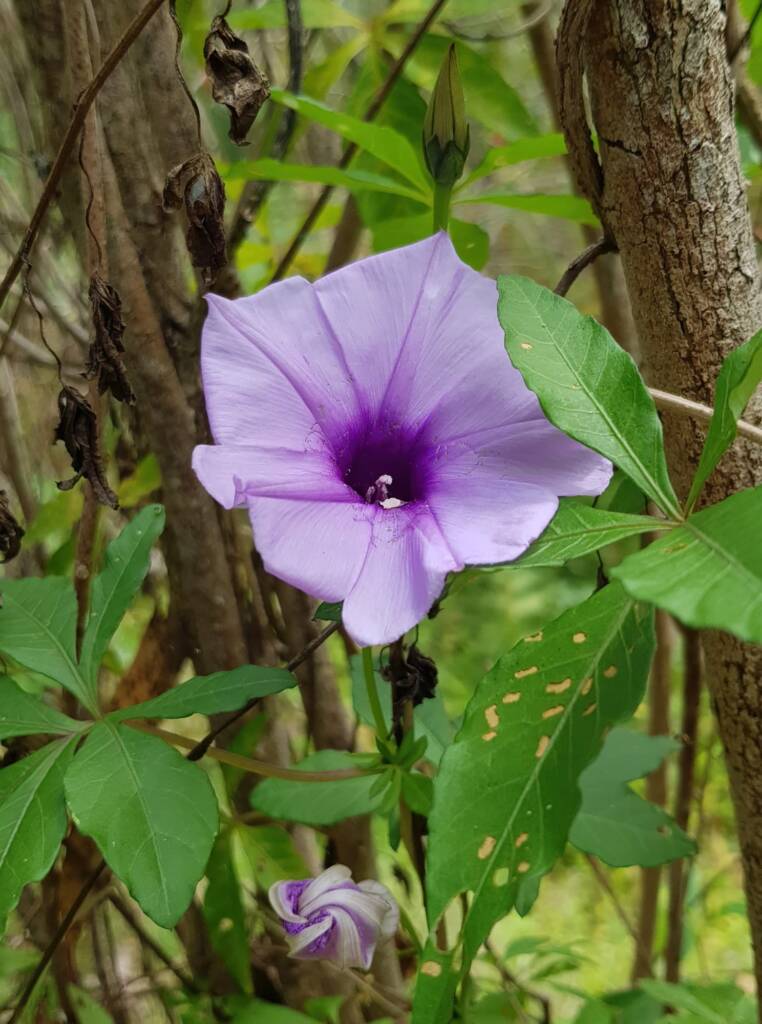 Coastal Morning Glory (Ipomoea indica), Northern Beaches NSW