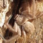 Isopeda brachyseta, Bega NSW © Wayne Jeffree