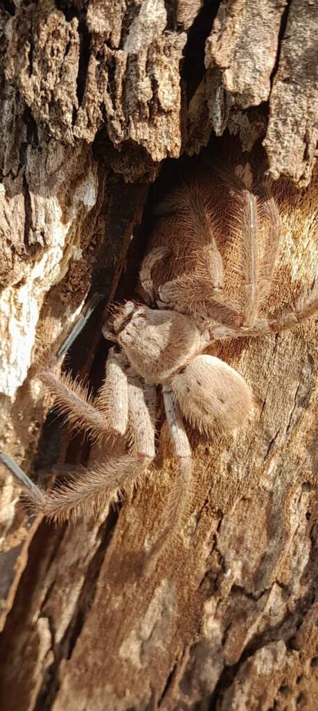 Isopeda brachyseta, Bega NSW © Wayne Jeffree