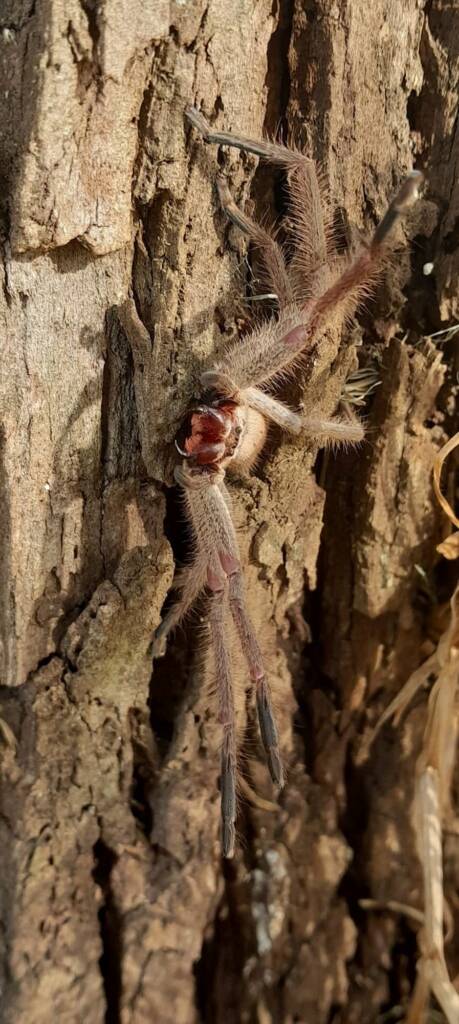 Isopeda brachyseta, Bega NSW © Wayne Jeffree