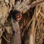 Isopeda brachyseta, Bega NSW © Wayne Jeffree