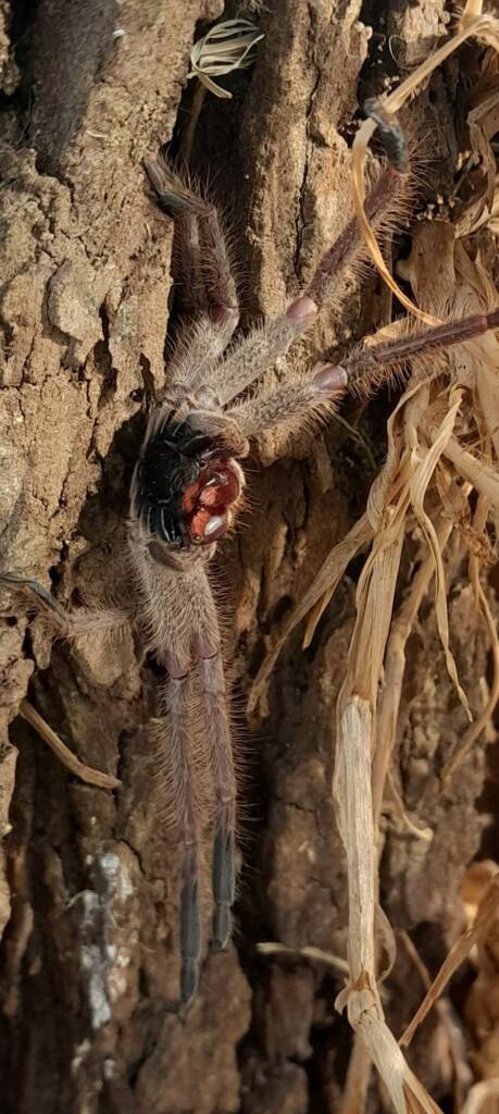 Isopeda brachyseta, Bega NSW © Wayne Jeffree