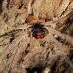 Isopeda brachyseta, Bega NSW © Wayne Jeffree