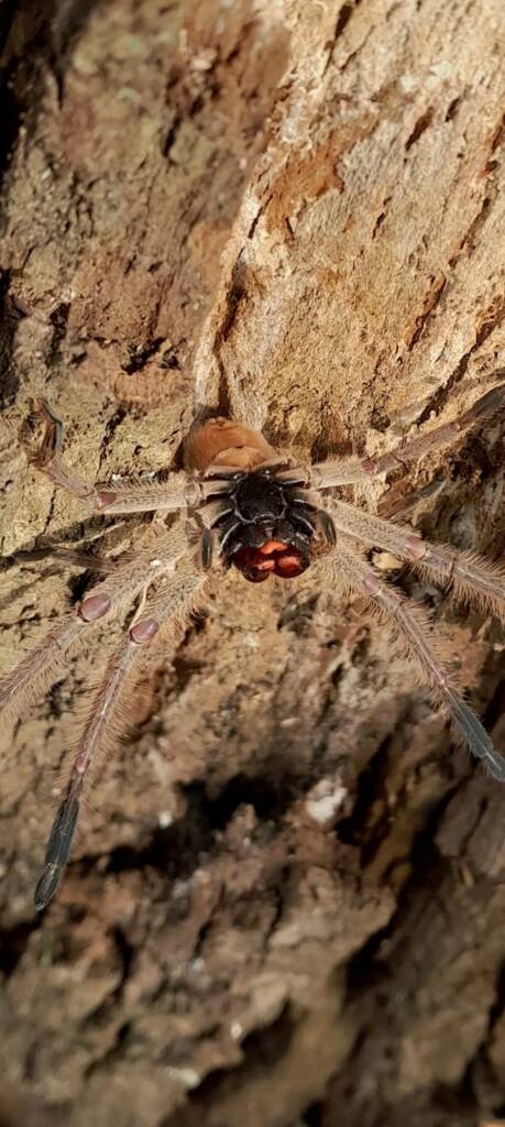 Isopeda brachyseta, Bega NSW © Wayne Jeffree