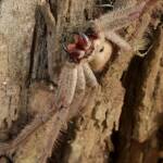 Isopeda brachyseta, Bega NSW © Wayne Jeffree
