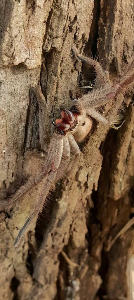 Isopeda brachyseta, Bega NSW © Wayne Jeffree
