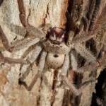 Isopeda brachyseta, Bega NSW © Wayne Jeffree