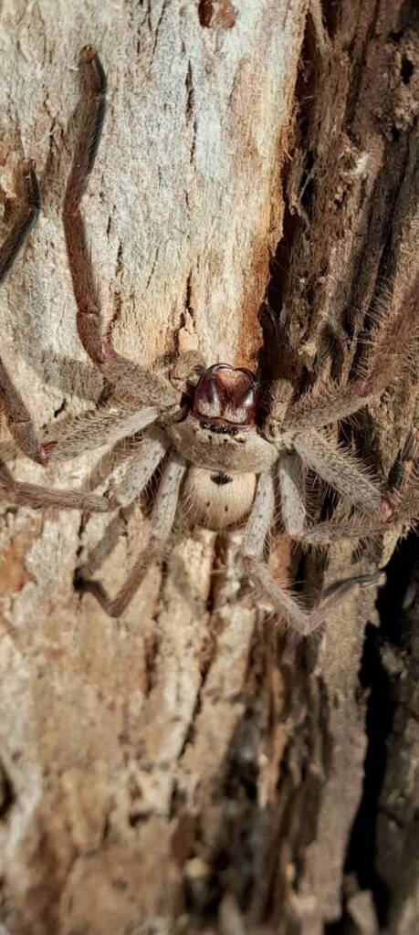 Isopeda brachyseta, Bega NSW © Wayne Jeffree