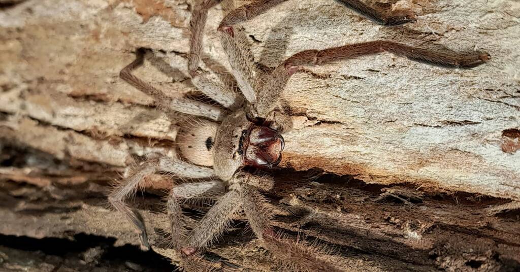 Isopeda brachyseta, Bega NSW © Wayne Jeffree