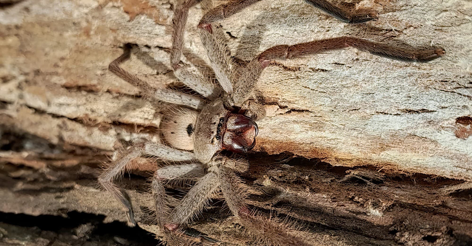 Isopeda brachyseta, Bega NSW © Wayne Jeffree