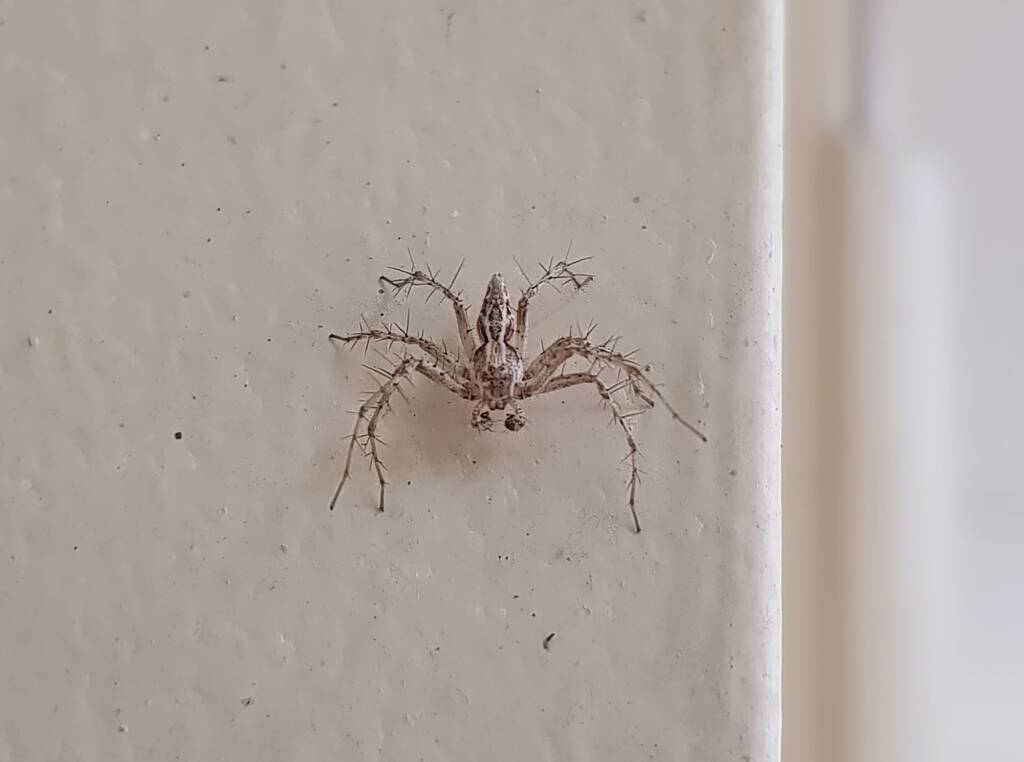 Lynx Spider (family Oxyopidae), Alice Springs NT