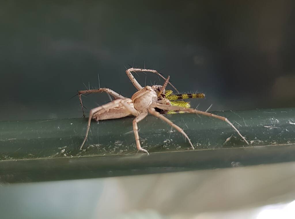 Lynx Spider (family Oxyopidae) with juvenile Grasshopper (Valanga irregularis), Alice Springs NT