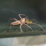 Lynx Spider (family Oxyopidae) with juvenile Grasshopper (Valanga irregularis), Alice Springs NT
