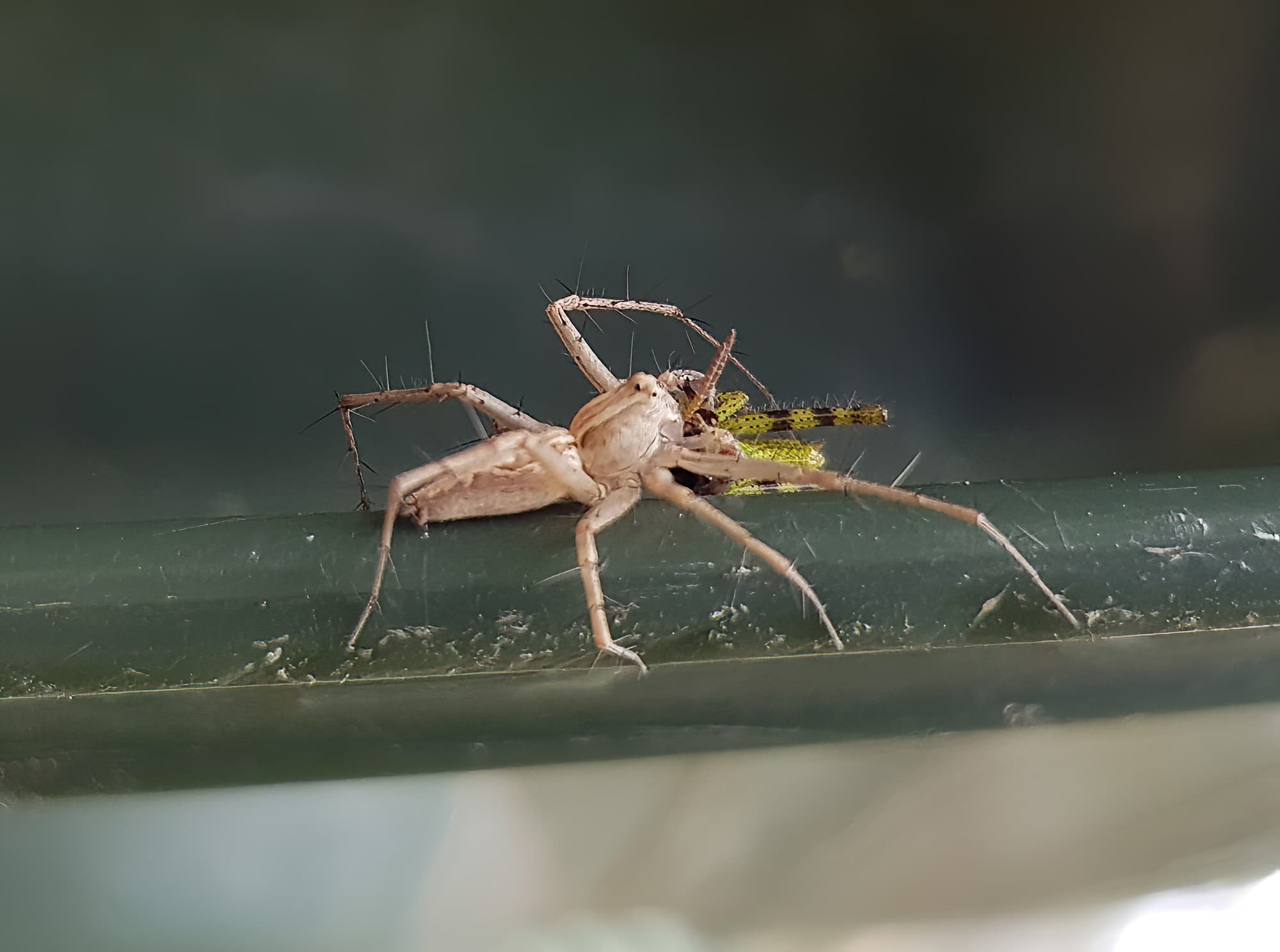 Lynx Spider (family Oxyopidae) with juvenile Grasshopper (Valanga irregularis), Alice Springs NT