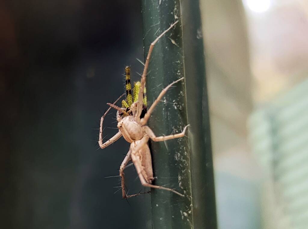 Lynx Spider (family Oxyopidae) with juvenile Grasshopper (Valanga irregularis), Alice Springs NT