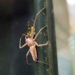 Lynx Spider (family Oxyopidae) with juvenile Grasshopper (Valanga irregularis), Alice Springs NT