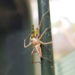 Lynx Spider (family Oxyopidae) with juvenile Grasshopper (Valanga irregularis), Alice Springs NT