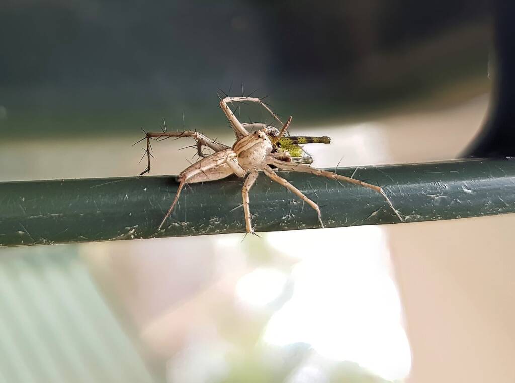 Lynx Spider (family Oxyopidae) with juvenile Grasshopper (Valanga irregularis), Alice Springs NT
