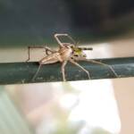 Lynx Spider (family Oxyopidae) with juvenile Grasshopper (Valanga irregularis), Alice Springs NT