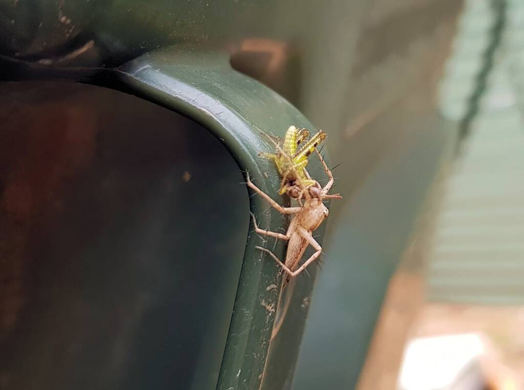 Lynx Spider (family Oxyopidae) with juvenile Grasshopper (Valanga irregularis), Alice Springs NT