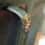 Lynx Spider (family Oxyopidae) with juvenile Grasshopper (Valanga irregularis), Alice Springs NT